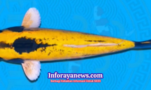 Mengenal Ikan Hias Asli Sukabumi: Domas, Si “Banana Fish” yang Sarat Makna