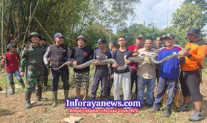 Kerja Bakti Ketua DPRD Berujung Temuan Sanca, Lahan Lama Tak Terurus