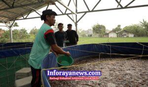 Program MBG Dorong Rantai Pasok Lokal, Budidaya Lele Jadi Tulang Punggung