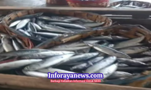 Manfaat Ikan Lisong Kaya Protein dan Omega 3 untuk Kesehatan Di Laut Sukabumi Kadang Ikan Ini Melimpah, Foto Ist Warga