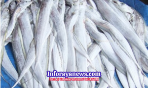 Kandungan Gizi Ikan Layur, Favorit Ulil Siswa Kelas 1 MI Sukabumi, Dinas Perikanan Dorong Germar Ikan